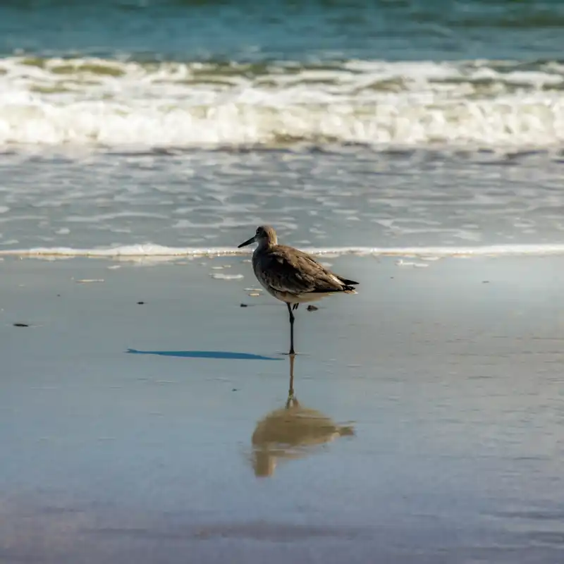 Fotografía de un ave en una orilla de una playa