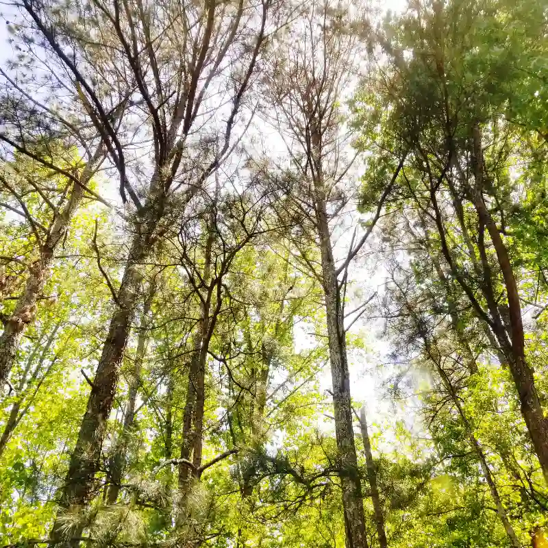 Fotografía de varias copas de árboles de un bosque